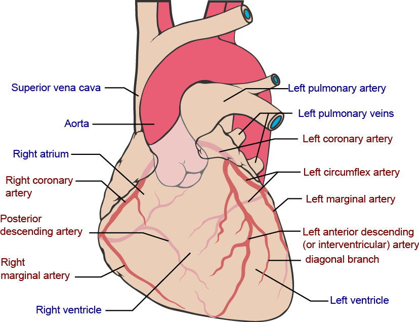 Coronary arteries 1