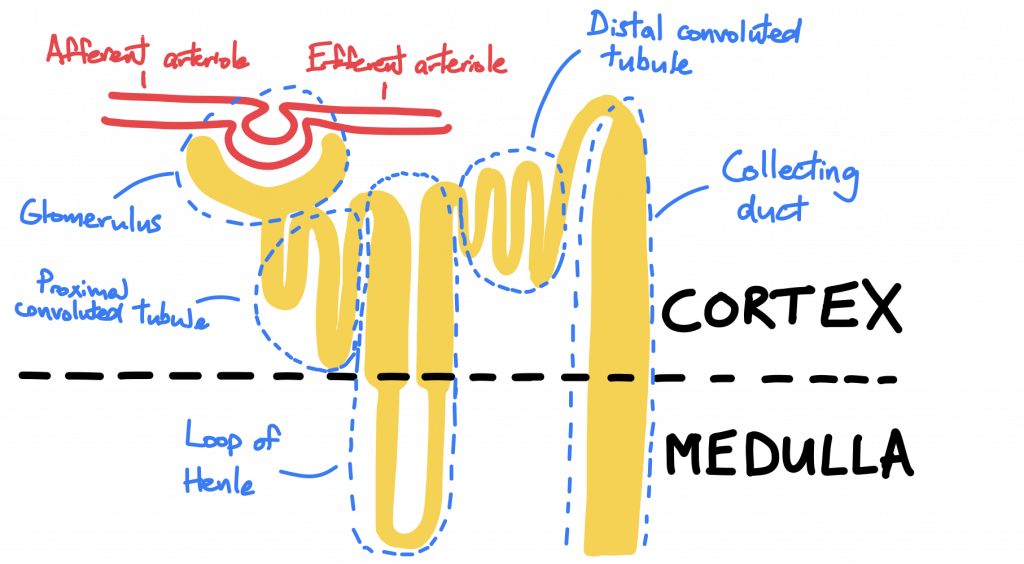 Nephron and its constituents